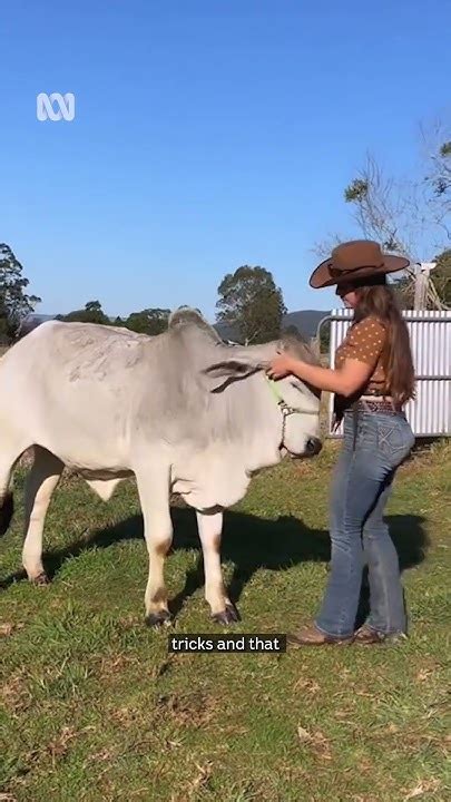 sky horses abc - google search|Sky's the limit for this teenager trainer, her horse and steer .